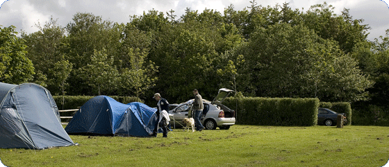 Tents Picture